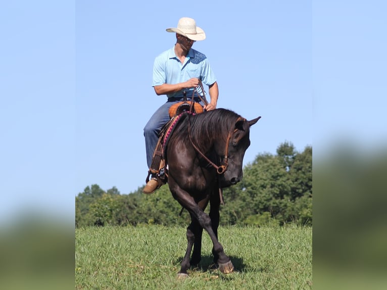 American Quarter Horse Castrone 17 Anni 163 cm Morello in Mount Vernon KY