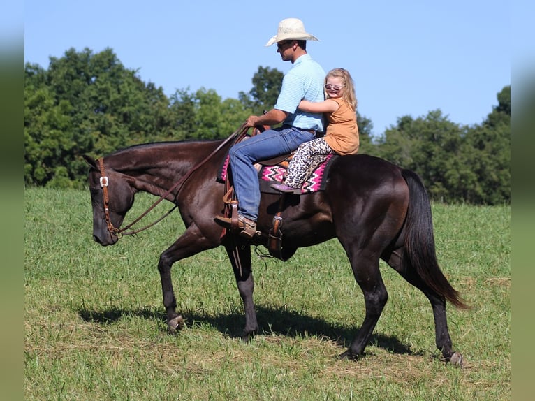 American Quarter Horse Castrone 17 Anni 163 cm Morello in Mount Vernon KY