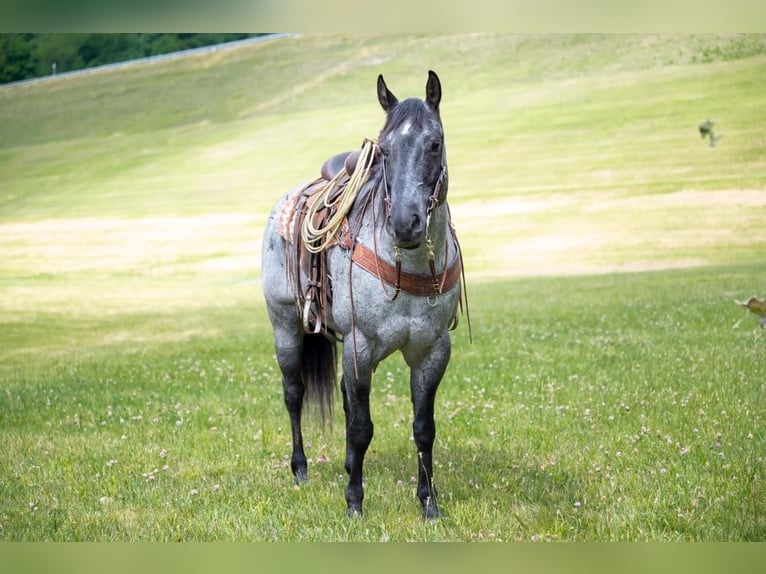 American Quarter Horse Castrone 17 Anni 163 cm Roano blu in Middletown OH