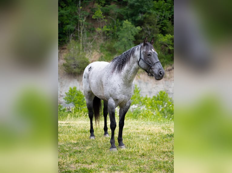 American Quarter Horse Castrone 17 Anni 163 cm Roano blu in Middletown OH