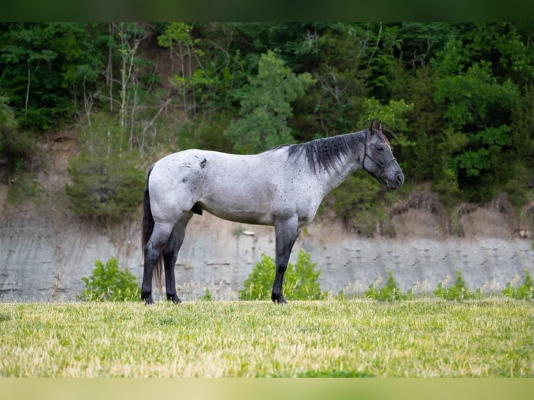 American Quarter Horse Castrone 17 Anni 163 cm Roano blu in Middletown OH