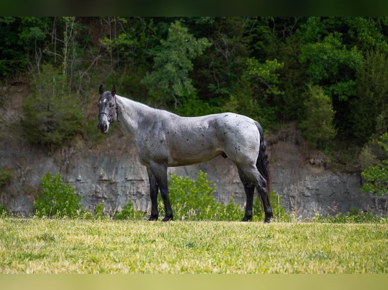 American Quarter Horse Castrone 17 Anni 163 cm Roano blu in Middletown OH