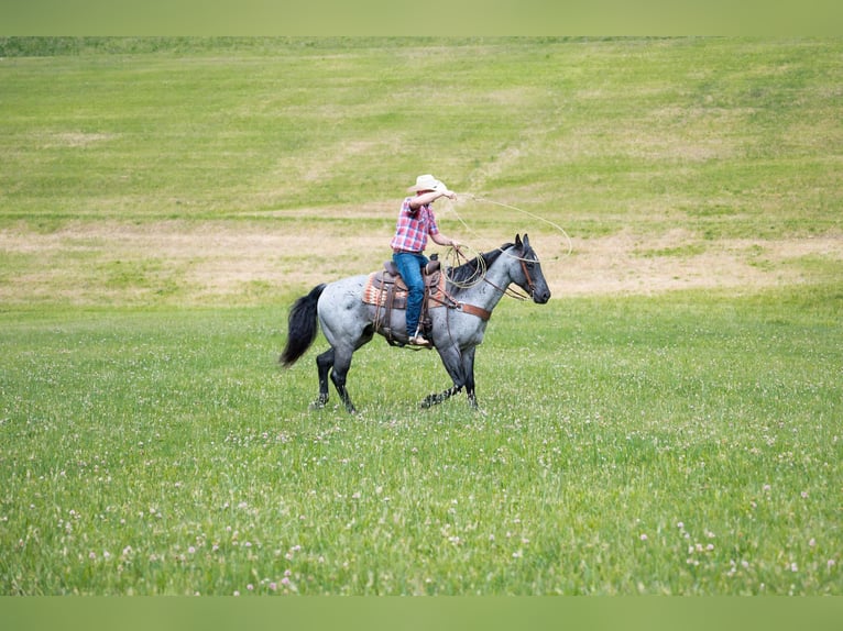 American Quarter Horse Castrone 17 Anni 163 cm Roano blu in Middletown OH