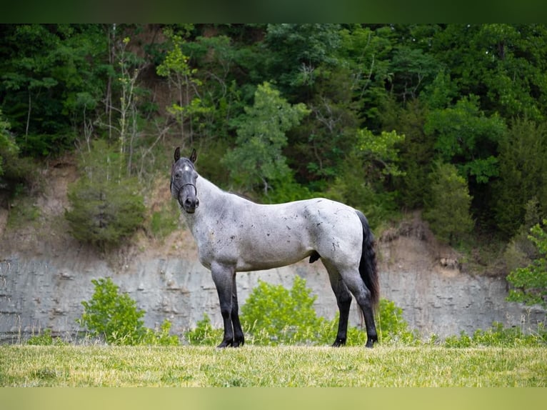 American Quarter Horse Castrone 17 Anni 163 cm Roano blu in Middletown OH