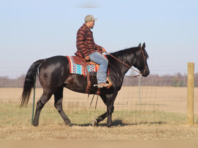 American Quarter Horse Castrone 17 Anni 163 cm Roano blu in sANORA ky