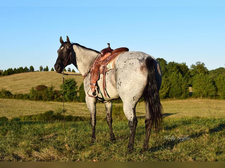 American Quarter Horse Castrone 17 Anni 165 cm Roano blu in Greenville Ky