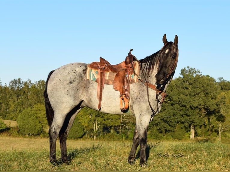 American Quarter Horse Castrone 17 Anni 165 cm Roano blu in Greenville Ky