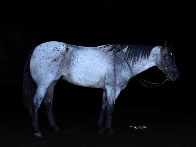 American Quarter Horse Castrone 17 Anni 165 cm Roano blu in Greenville Ky