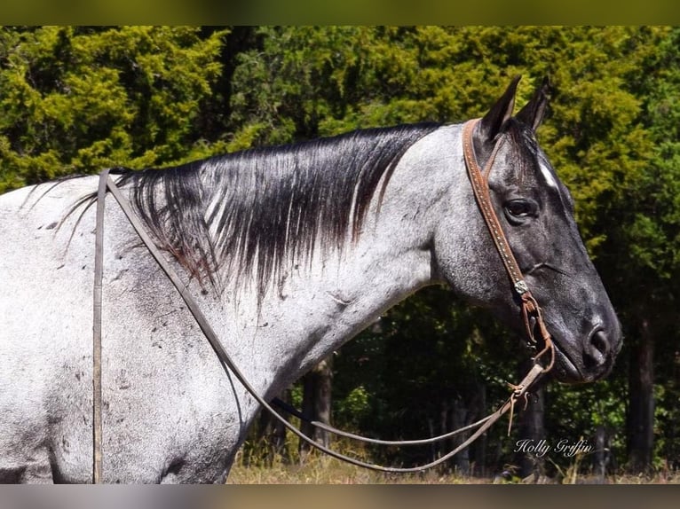 American Quarter Horse Castrone 17 Anni 165 cm Roano blu in Greenville Ky