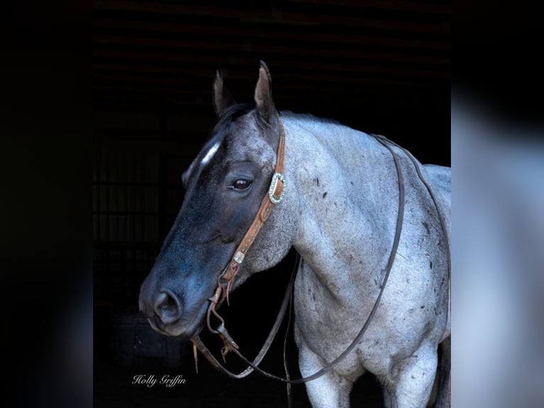 American Quarter Horse Castrone 17 Anni 165 cm Roano blu in Greenville Ky