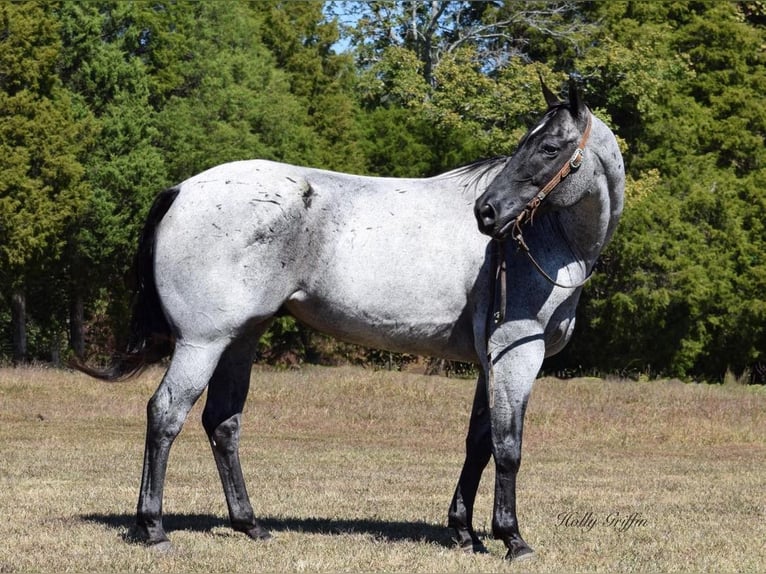 American Quarter Horse Castrone 17 Anni 165 cm Roano blu in Greenville Ky