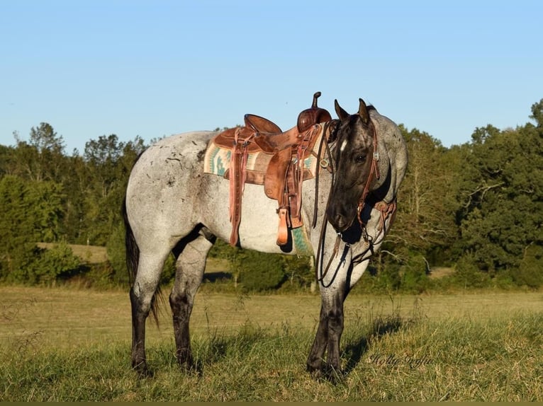 American Quarter Horse Castrone 17 Anni 165 cm Roano blu in Greenville Ky