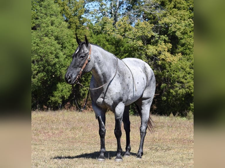 American Quarter Horse Castrone 17 Anni 165 cm Roano blu in Greenville Ky