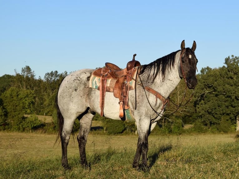 American Quarter Horse Castrone 17 Anni 165 cm Roano blu in Greenville Ky