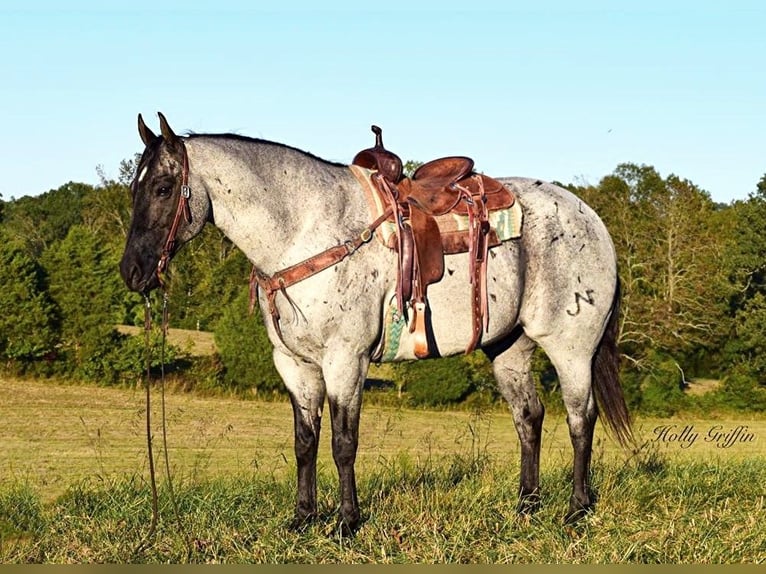 American Quarter Horse Castrone 17 Anni 165 cm Roano blu in Greenville Ky