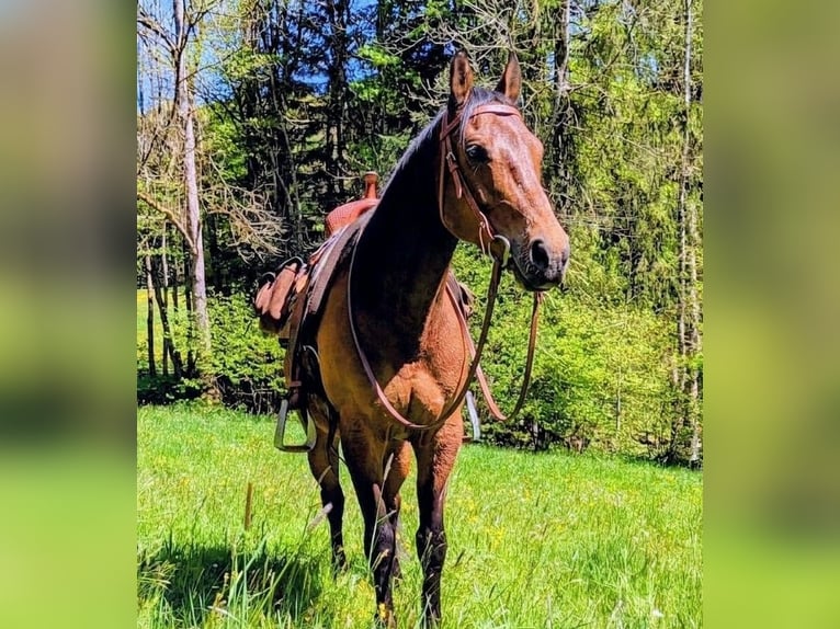 American Quarter Horse Castrone 17 Anni Baio in Ringelai