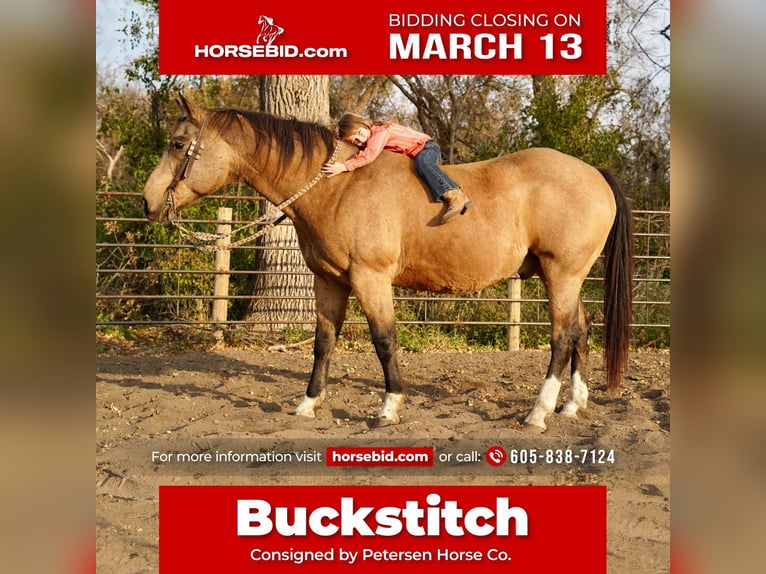 American Quarter Horse Castrone 17 Anni Pelle di daino in Valley Springs, SD