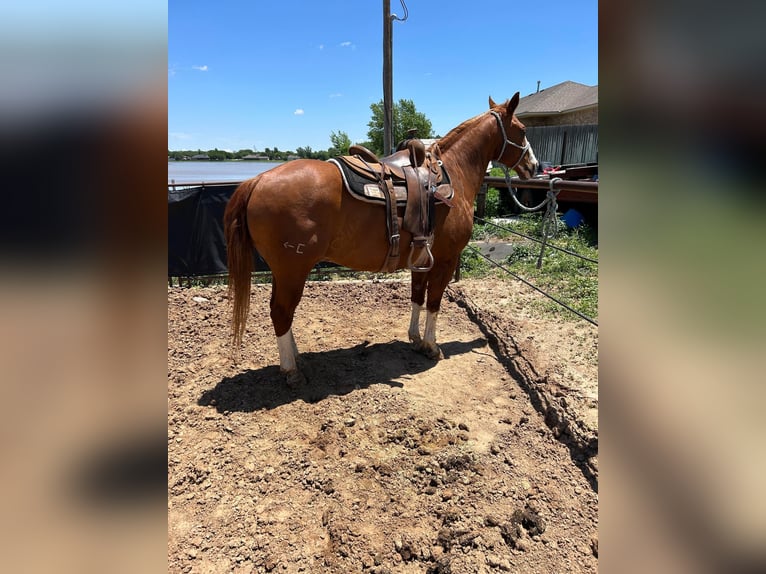 American Quarter Horse Castrone 17 Anni Sauro scuro in Amarillo TX