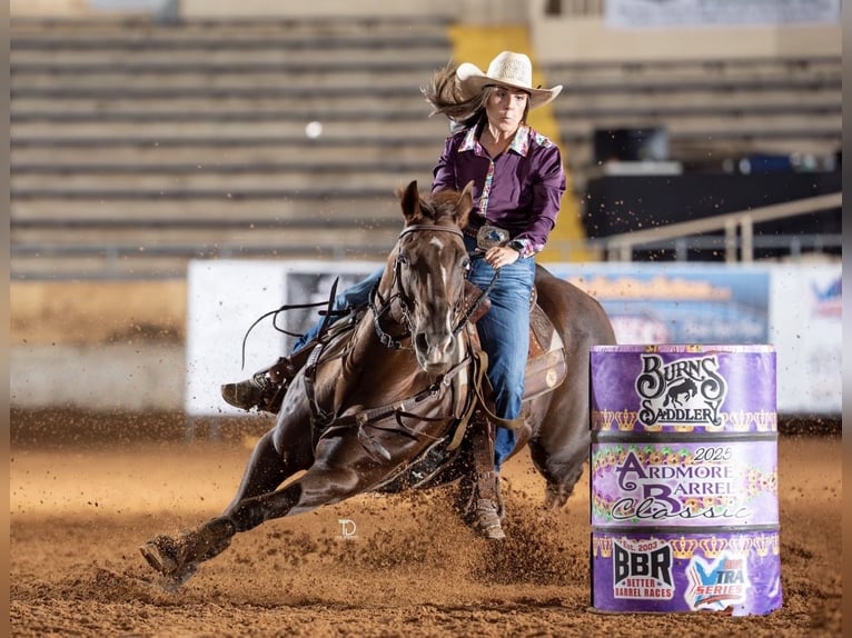 American Quarter Horse Castrone 17 Anni Sauro scuro in Buffalo
