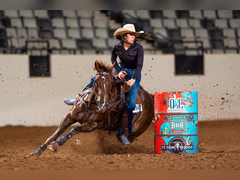 American Quarter Horse Castrone 17 Anni Sauro scuro in Buffalo