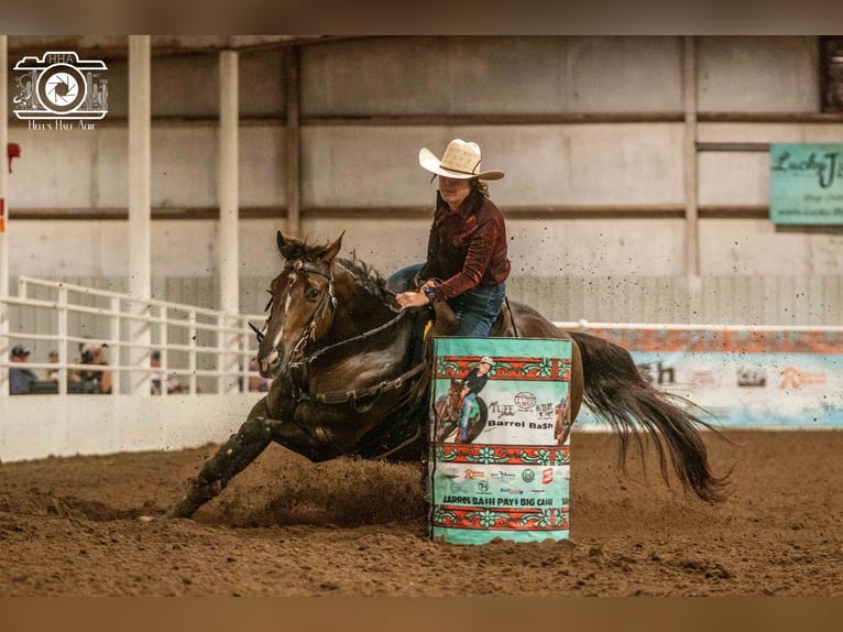 American Quarter Horse Castrone 17 Anni Sauro scuro in Buffalo