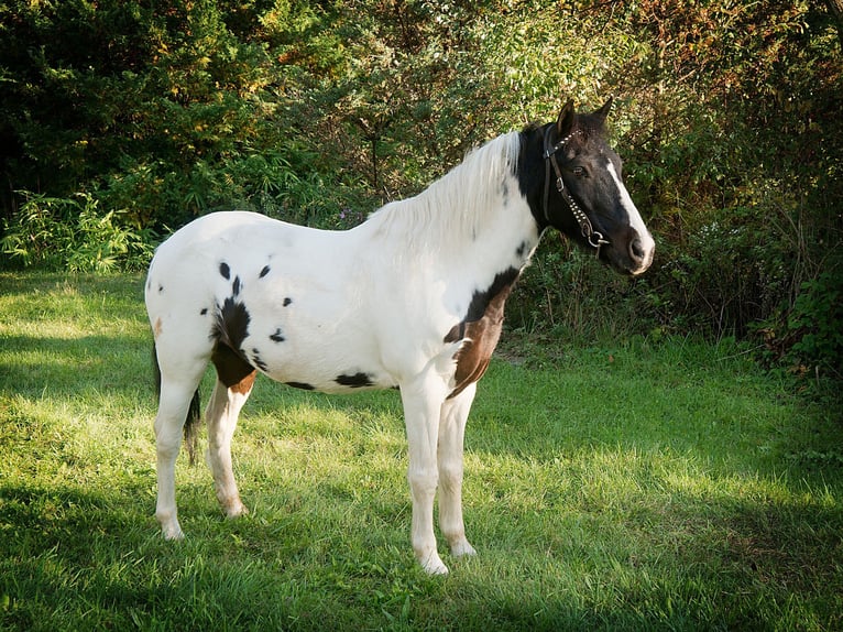 American Quarter Horse Castrone 18 Anni 124 cm Tobiano-tutti i colori in Coatesville PA