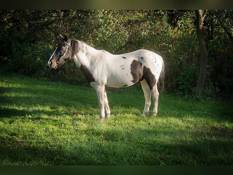 American Quarter Horse Castrone 18 Anni 124 cm Tobiano-tutti i colori in Coatesville PA