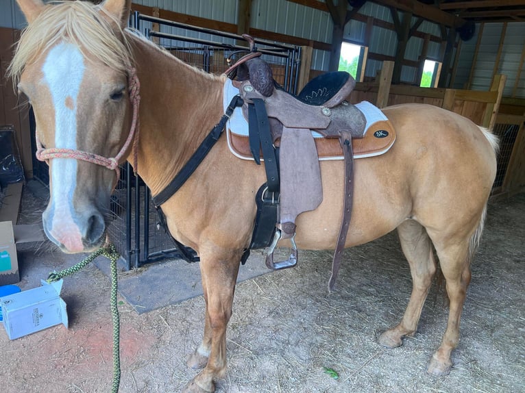 American Quarter Horse Castrone 18 Anni 145 cm Palomino in Statesville, NC