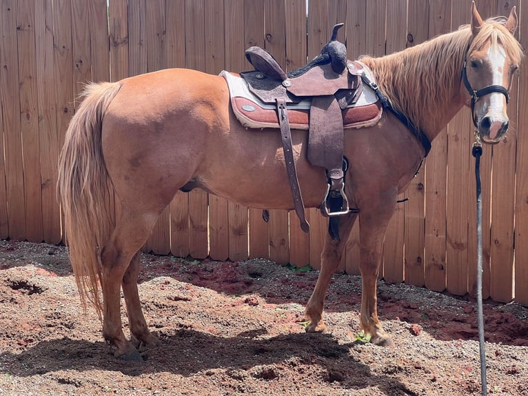 American Quarter Horse Castrone 18 Anni 145 cm Palomino in Statesville, NC