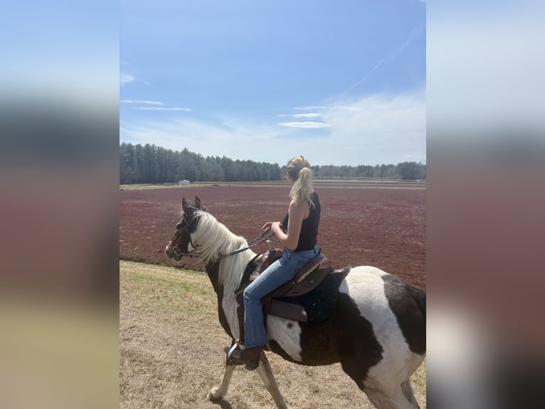 American Quarter Horse Castrone 18 Anni 150 cm Tobiano-tutti i colori in Middleboro