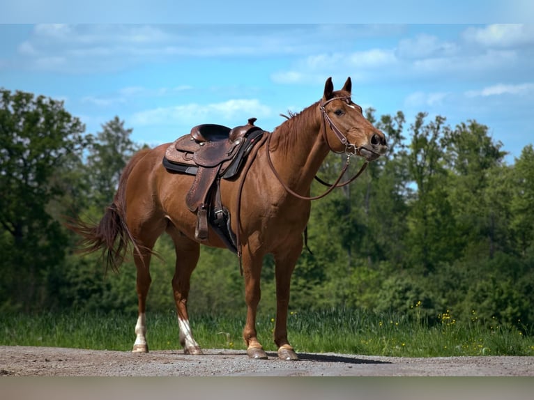 American Quarter Horse Castrone 18 Anni 152 cm Sauro in Eichenbühl