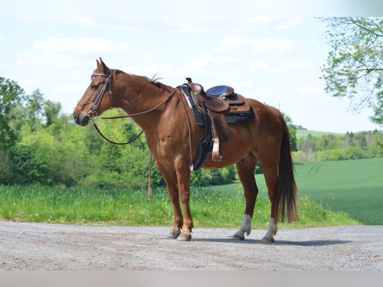 American Quarter Horse Castrone 18 Anni 152 cm Sauro in Eichenbühl