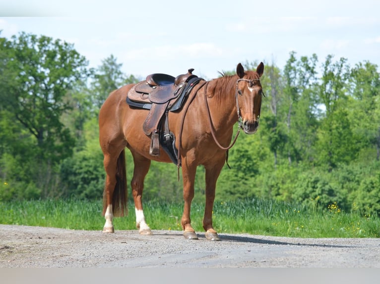 American Quarter Horse Castrone 18 Anni 152 cm Sauro in Eichenbühl