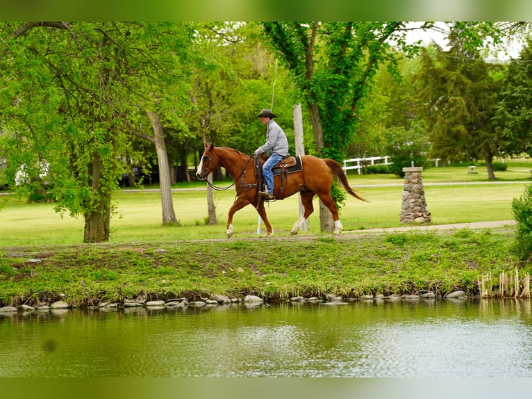 American Quarter Horse Castrone 18 Anni 152 cm Sauro ciliegia in Corsica