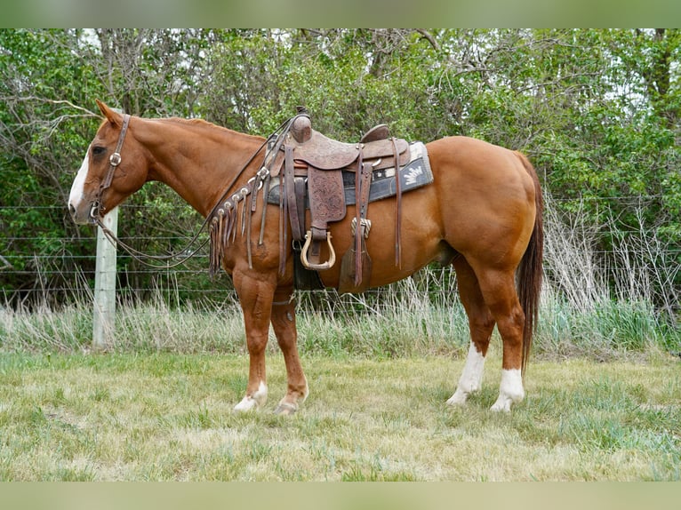 American Quarter Horse Castrone 18 Anni 152 cm Sauro ciliegia in Corsica