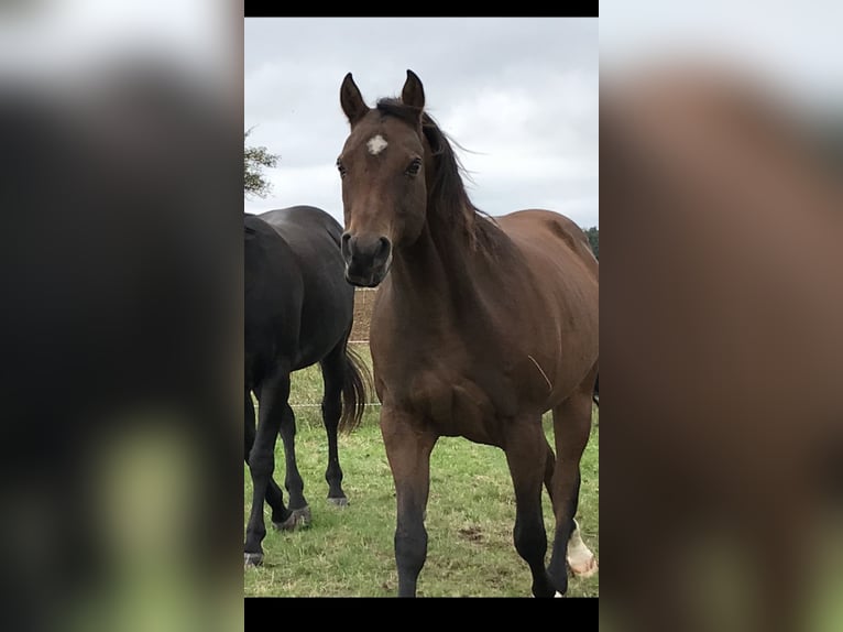 American Quarter Horse Castrone 18 Anni 154 cm Baio scuro in Leinzell