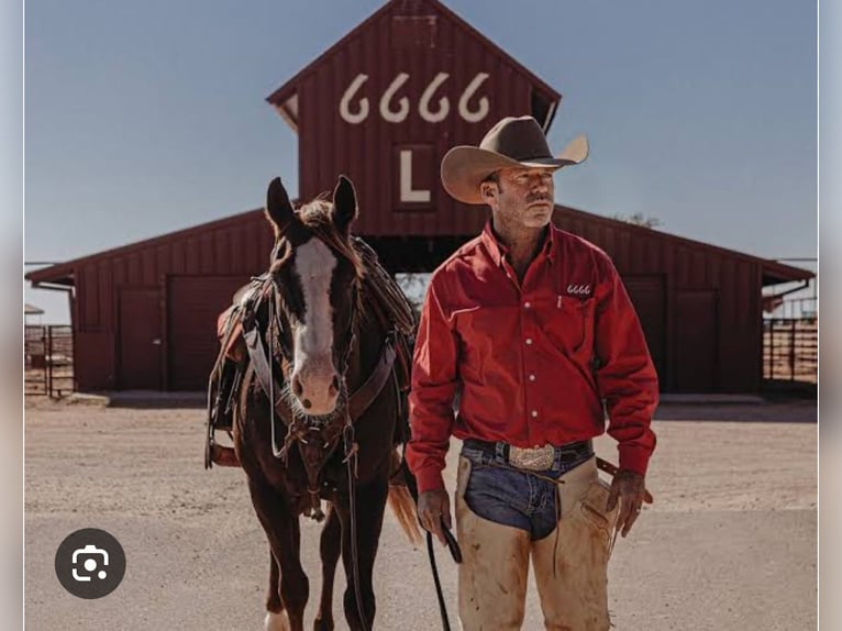 American Quarter Horse Castrone 18 Anni 157 cm Grigio in Clover