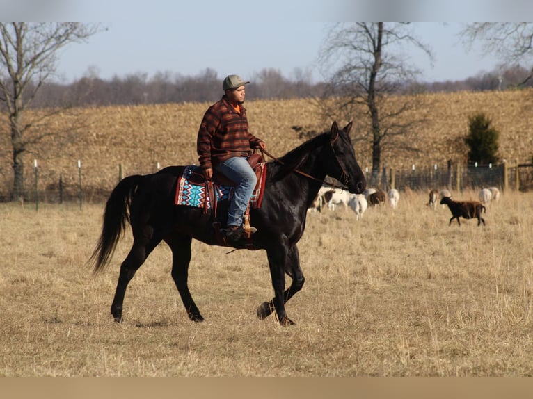 American Quarter Horse Castrone 18 Anni 163 cm in sANORA ky