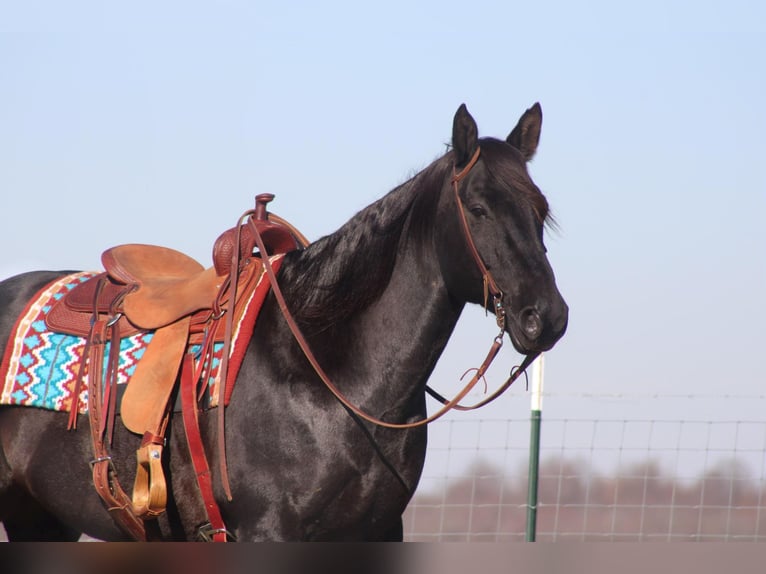 American Quarter Horse Castrone 18 Anni 163 cm in sANORA ky