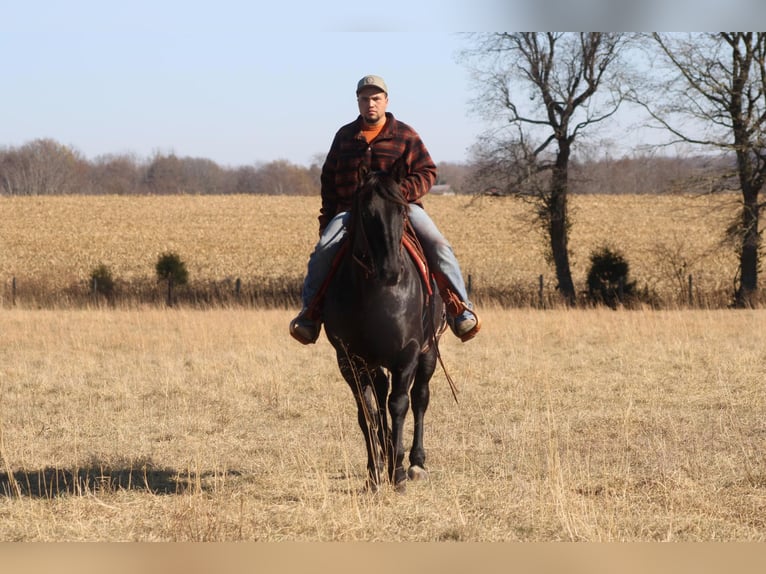 American Quarter Horse Castrone 18 Anni 163 cm Roano blu in sANORA ky