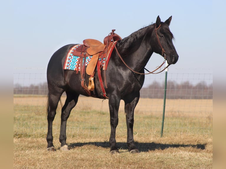 American Quarter Horse Castrone 18 Anni 163 cm Roano blu in sANORA ky