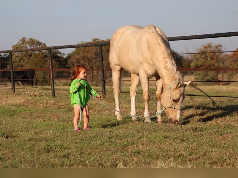 American Quarter Horse Castrone 18 Anni Palomino in Canton TX