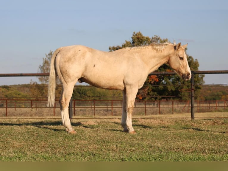 American Quarter Horse Castrone 18 Anni Palomino in Canton TX