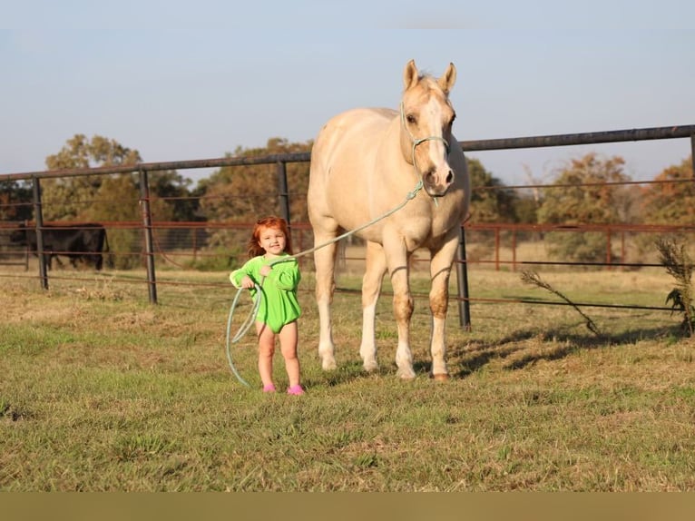 American Quarter Horse Castrone 18 Anni Palomino in Canton TX