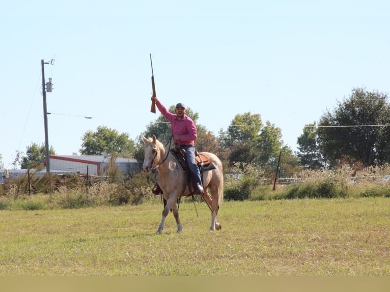 American Quarter Horse Castrone 18 Anni Palomino in Canton TX