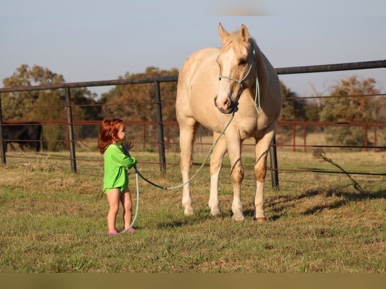 American Quarter Horse Castrone 18 Anni Palomino in Canton TX