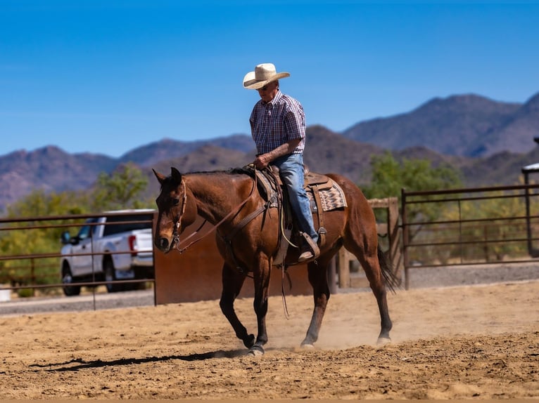American Quarter Horse Castrone 19 Anni 152 cm Baio ciliegia in Congress