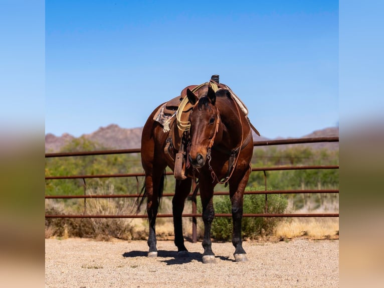 American Quarter Horse Castrone 19 Anni 152 cm Baio ciliegia in Congress
