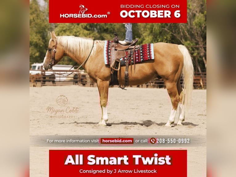 American Quarter Horse Castrone 19 Anni 152 cm Palomino in Caldwell