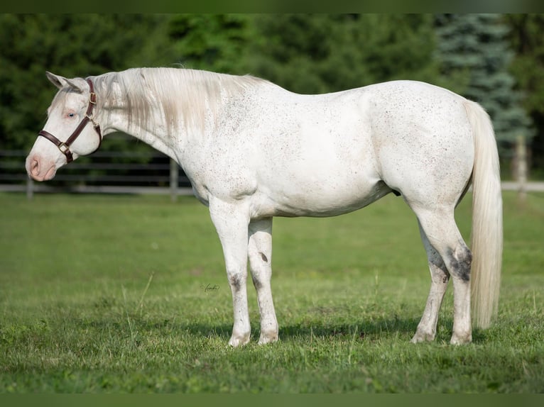 American Quarter Horse Castrone 19 Anni 155 cm Bianco in Danville IN